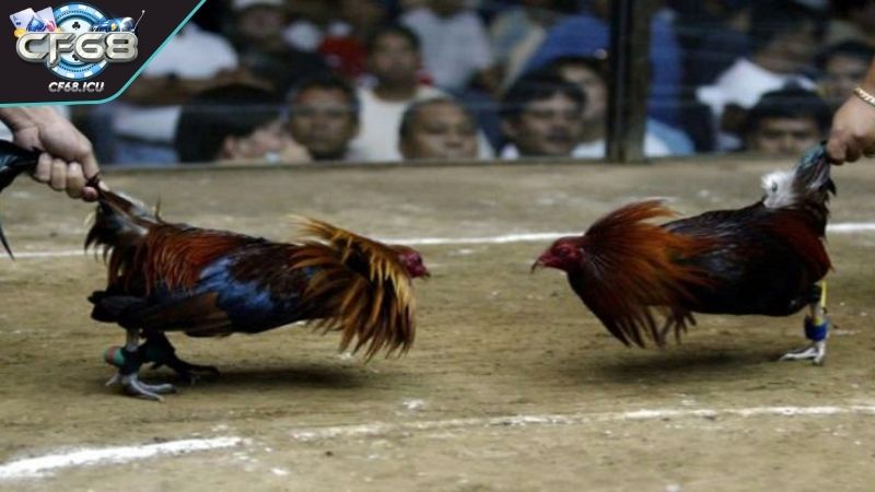da ga 24 ty phan tich Phân tích chiến thuật trong đá gà 24 tỷ mãn nhãn