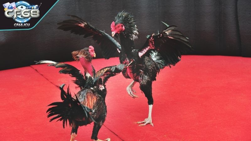 da ga c1 thi dau Thi đấu đá gà C1 kịch tính