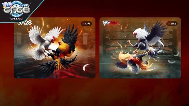 da ga tong quan Tổng quan về Đá Gà CF68