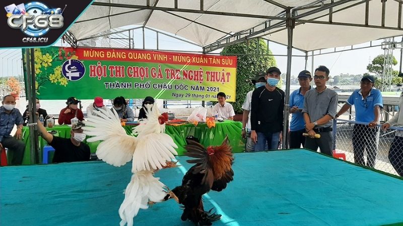 da ga tre kham pha Khám phá loại hình đá gà tre