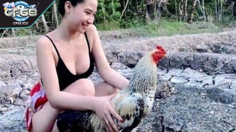 da ga tre nhan biet Nhận biết thần kê khi đá gà tre