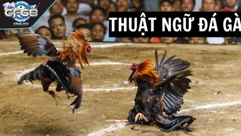 thuat ngu trong da ga khi su ke Thuật ngữ trong đá gà khi sư kê nuôi chiến kê